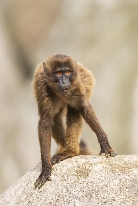 Gerahmter Druck : Gelada (Theropithecus gelada) steht auf einem Felsen. Gerahmter Druck : Gelada (Theropithecus gelada) steht auf einem Felsen.