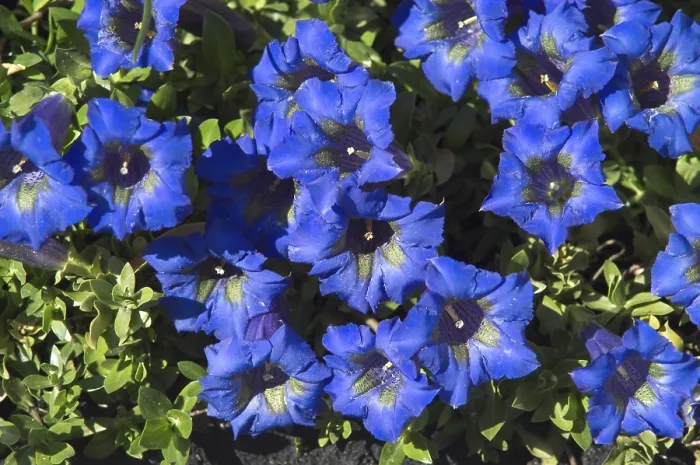 Gerahmter Druck : Gentian Gerahmter Druck : Gentian