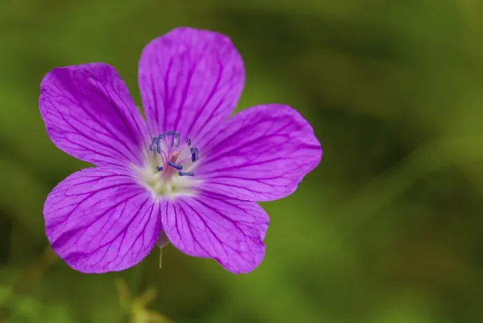 Gerahmter Druck : Geraniaceae, Geranium Pratense Gerahmter Druck : Geraniaceae, Geranium Pratense