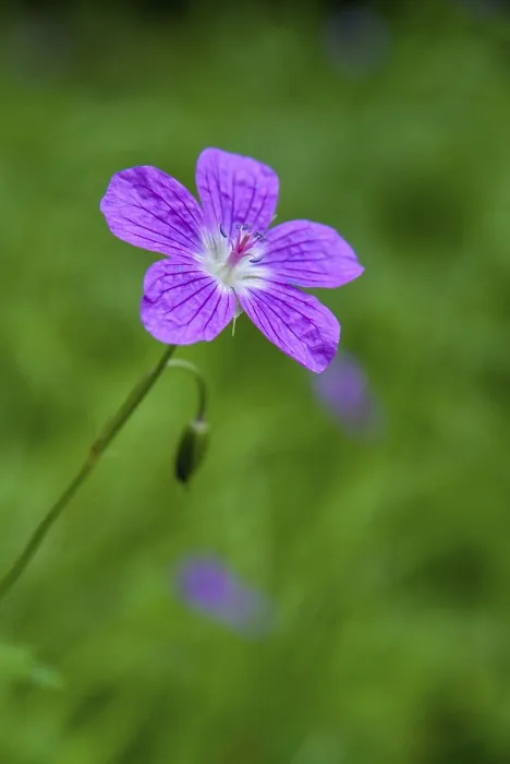Gerahmter Druck : Geraniaceae, Geranium pratense. Gerahmter Druck : Geraniaceae, Geranium pratense.