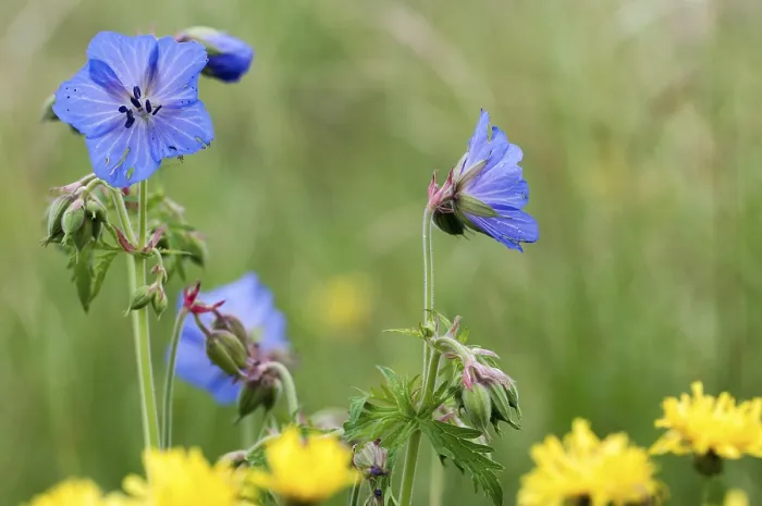 Gerahmter Druck : Geraniaceae, Geranium pratense