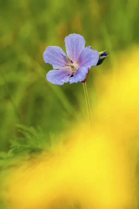 Gerahmter Druck : Geraniaceae, Geranium pratense. Gerahmter Druck : Geraniaceae, Geranium pratense.