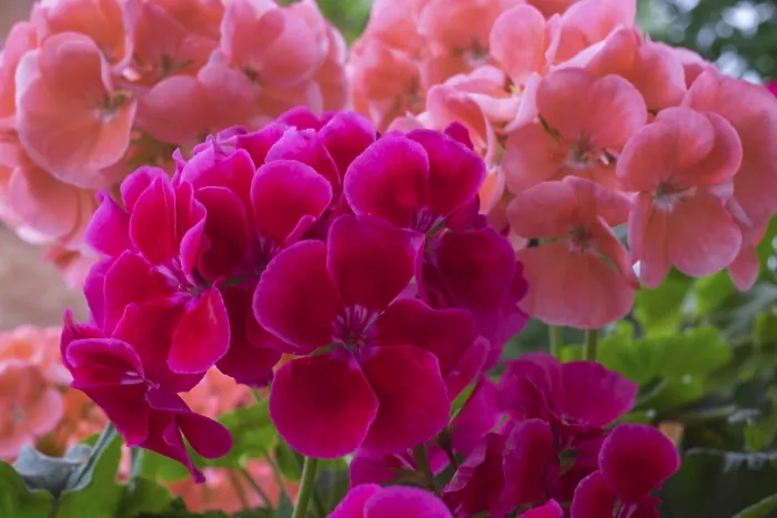 Gerahmter Druck : Geraniumblüten, Pelargonium Gerahmter Druck : Geraniumblüten, Pelargonium
