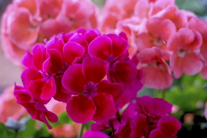 Gerahmter Druck : Geraniumblüten, Pelargonium Gerahmter Druck : Geraniumblüten, Pelargonium