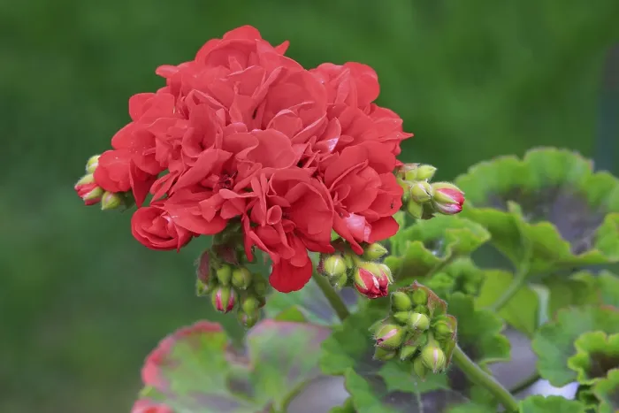 Gerahmter Druck : Geranium (Pelargonium), Blüte. Gerahmter Druck : Geranium (Pelargonium), Blüte.