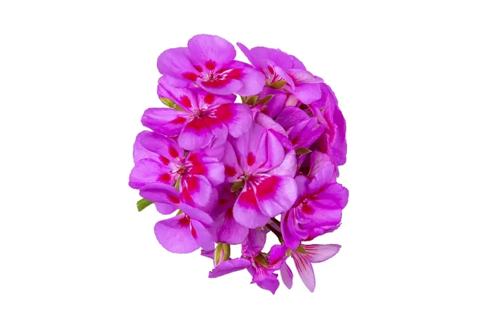 Gerahmter Druck : Geranium (Pelargonium), Blütenstand Gerahmter Druck : Geranium (Pelargonium), Blütenstand