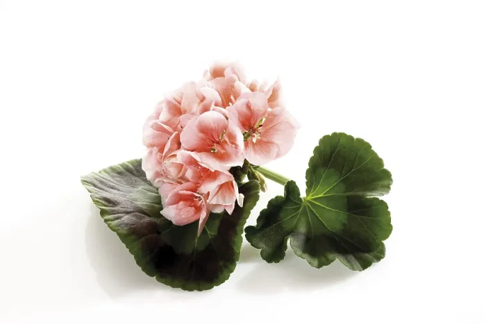 Gerahmter Druck : Geranie, Rose Gerahmter Druck : Geranie, Rose
