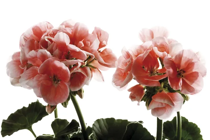 Gerahmter Druck : Geranien, rosa. Gerahmter Druck : Geranien, rosa.