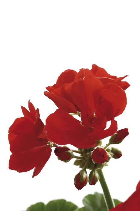 Gerahmter Druck : Rosen von Geranium, rot. Gerahmter Druck : Rosen von Geranium, rot.