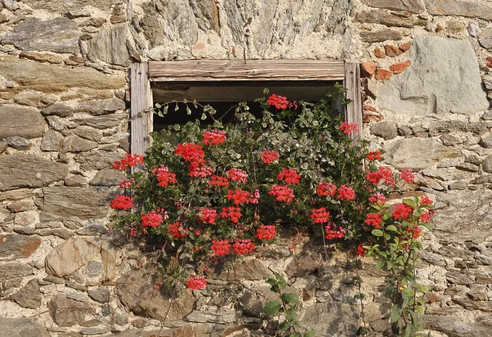 Gerahmter Druck : Geranien in einem Fenster, alte Farm. Gerahmter Druck : Geranien in einem Fenster, alte Farm.