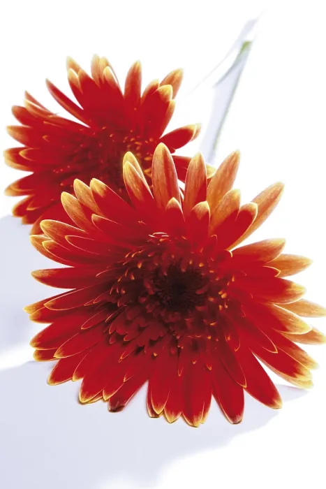 Gerahmter Druck : Gerbera Gerahmter Druck : Gerbera
