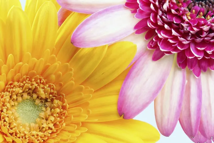 Gerahmter Druck : Zwei Gerbera Gerahmter Druck : Zwei Gerbera