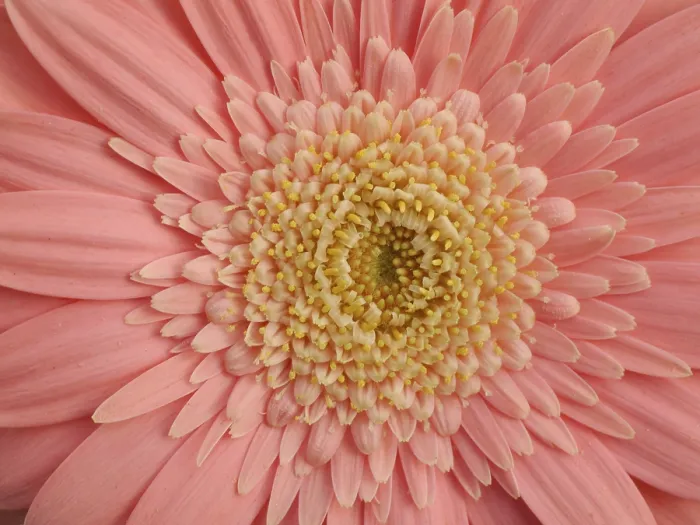 Gerahmter Druck : Gerbera Gerahmter Druck : Gerbera