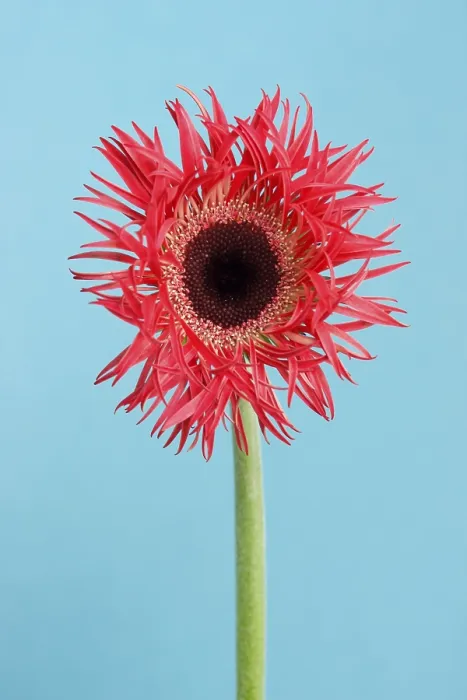 Gerahmter Druck : Gerbera (Asteraceae) Gerahmter Druck : Gerbera (Asteraceae)