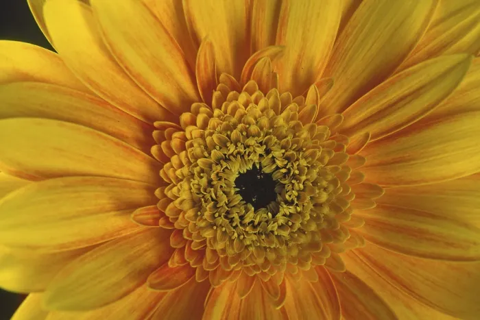 Gerahmter Druck : Gerbera, Blüten-Detail.