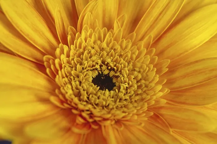 Gerahmter Druck : Gerbera, Blüten-Detail. Gerahmter Druck : Gerbera, Blüten-Detail.