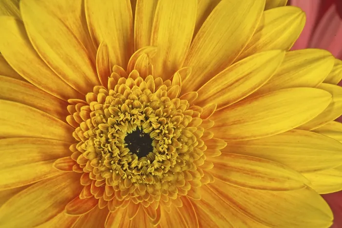 Gerahmter Druck : Gerbera, Blüten-Detail. Gerahmter Druck : Gerbera, Blüten-Detail.