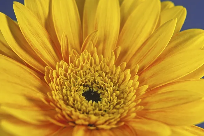 Gerahmter Druck : Gerbera, Blütenansicht. Gerahmter Druck : Gerbera, Blütenansicht.