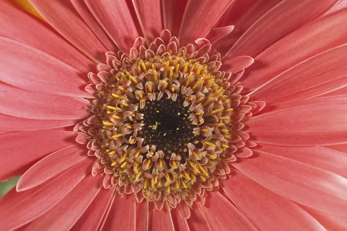 Gerahmter Druck : Gerbera, Blütenansicht. Gerahmter Druck : Gerbera, Blütenansicht.