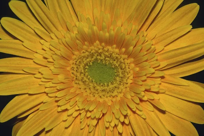 Gerahmter Druck : Gerbera, Blüten-Detail. Gerahmter Druck : Gerbera, Blüten-Detail.