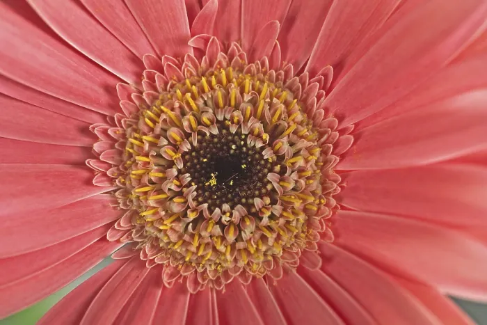 Gerahmter Druck : Gerbera, Blüten-Detail. Gerahmter Druck : Gerbera, Blüten-Detail.