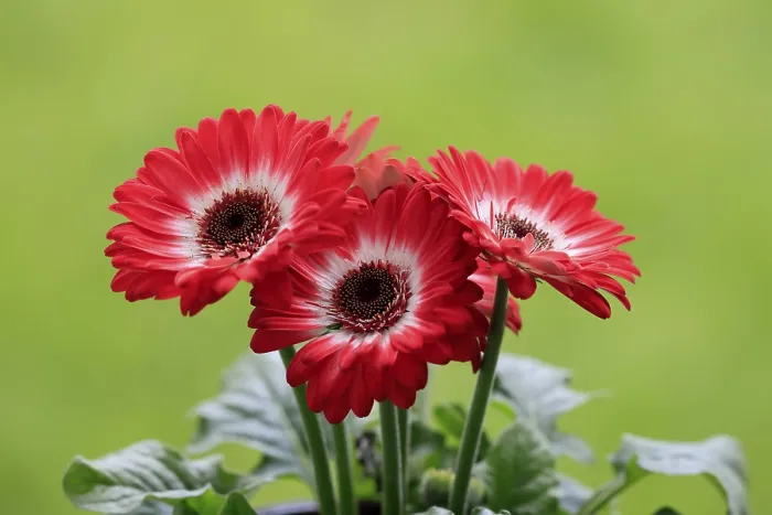 Gerahmter Druck : Gerbera (Gerbera), rot, blühend. Gerahmter Druck : Gerbera (Gerbera), rot, blühend.