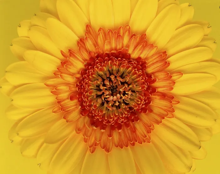 Gerahmter Druck : Gerbera / (Gerbera spec.) Gerahmter Druck : Gerbera / (Gerbera spec.)