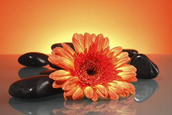 Gerahmter Druck : Steinbedeckte Gerbera Gerahmter Druck : Steinbedeckte Gerbera