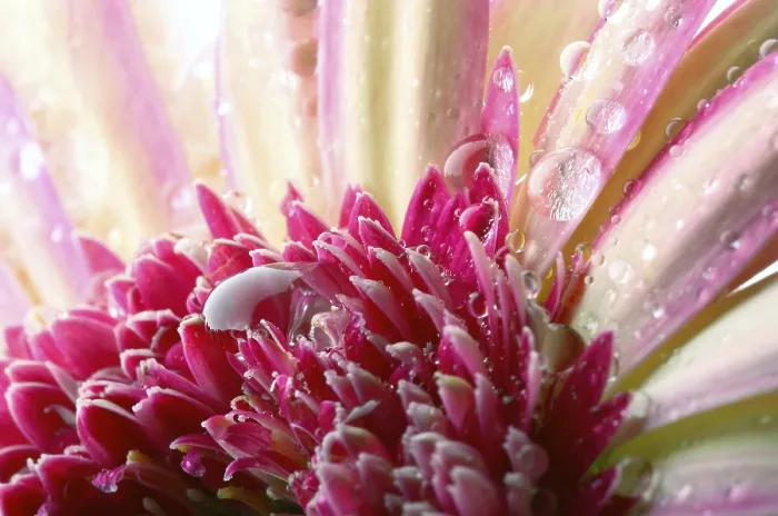 Gerahmter Druck : Gerbera mit Wassertropfen. Gerahmter Druck : Gerbera mit Wassertropfen.