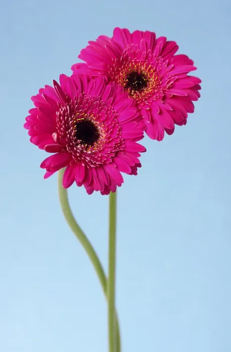 Gerahmter Druck : Gerberas (Asteraceae) Gerahmter Druck : Gerberas (Asteraceae)