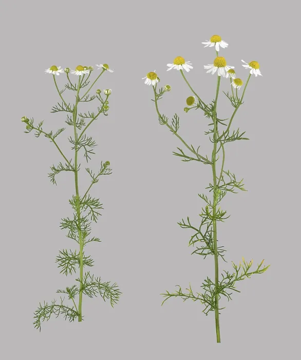 Gerahmter Druck : Deutscher Kamillenblütler (Matricaria chamomilla)