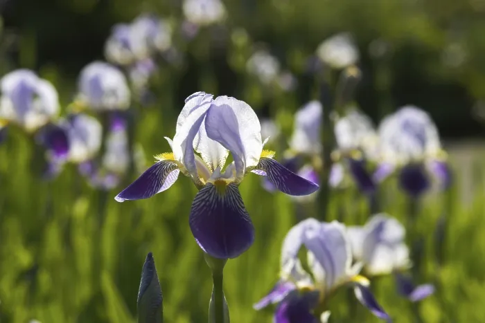 Gerahmter Druck : Deutsche Iris (Iris germanica) Gerahmter Druck : Deutsche Iris (Iris germanica)