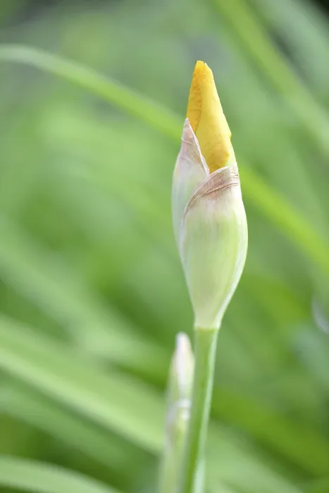 Gerahmter Druck : Deutsche Iris (Iris germanica), Stuttgart Gerahmter Druck : Deutsche Iris (Iris germanica), Stuttgart