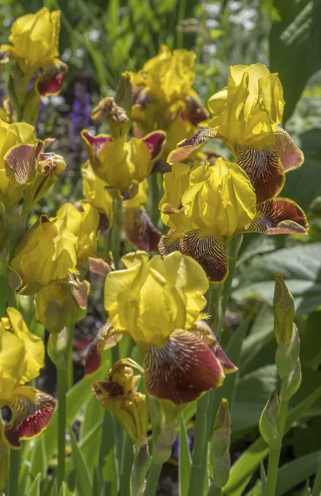 Gerahmter Druck : Deutsche Iris (Iris xgermanica) Gerahmter Druck : Deutsche Iris (Iris xgermanica)