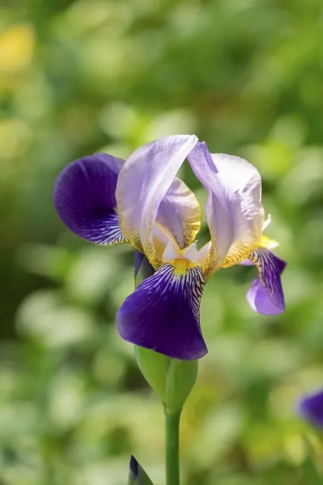 Gerahmter Druck : Deutsche Iris (Iris x germanica) Gerahmter Druck : Deutsche Iris (Iris x germanica)