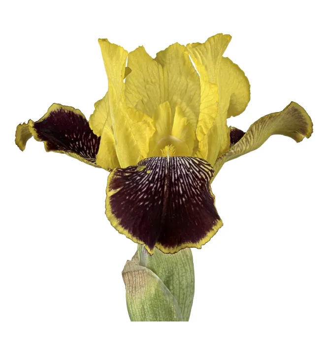 Gerahmter Druck : Deutsche Iris (Iris xgermanica) Gerahmter Druck : Deutsche Iris (Iris xgermanica)