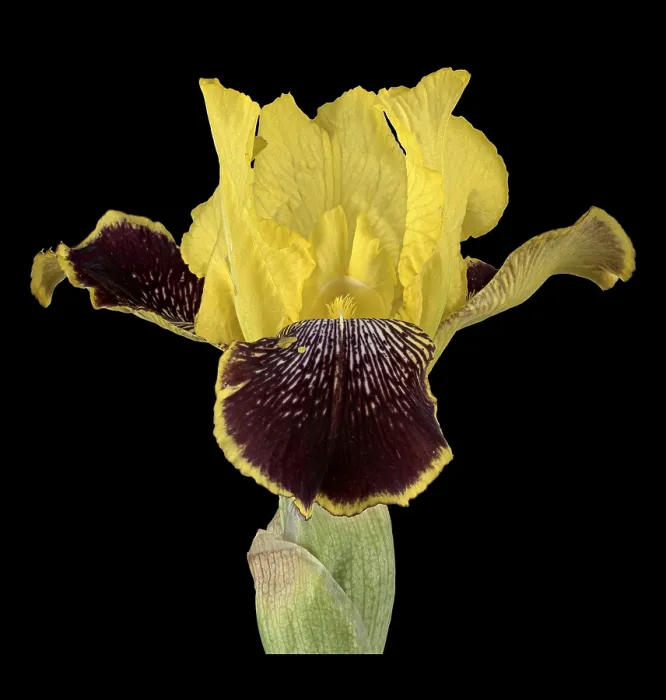 Gerahmter Druck : Deutsche Iris (Iris x germanica) Gerahmter Druck : Deutsche Iris (Iris x germanica)
