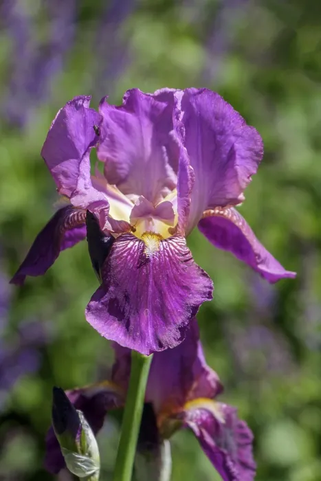 Gerahmter Druck : Deutsche Iris (Iris xgermanica) Gerahmter Druck : Deutsche Iris (Iris xgermanica)