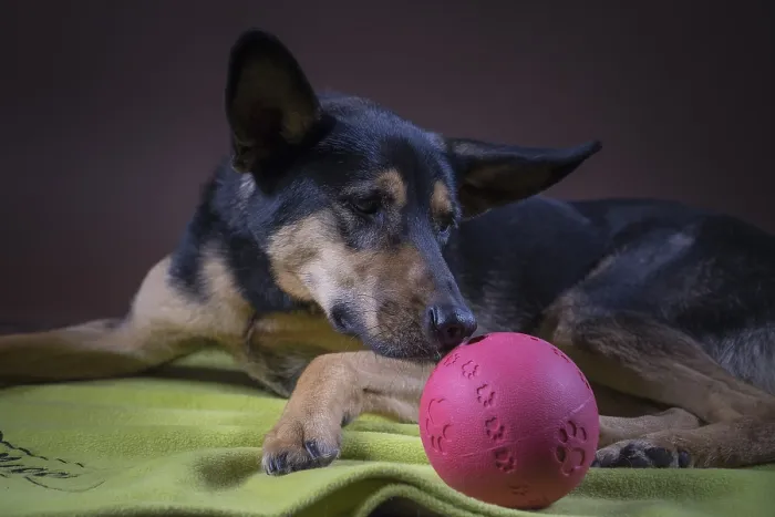 Gerahmter Druck : Deutscher Schäferhund-Mix im Studio. Gerahmter Druck : Deutscher Schäferhund-Mix im Studio.