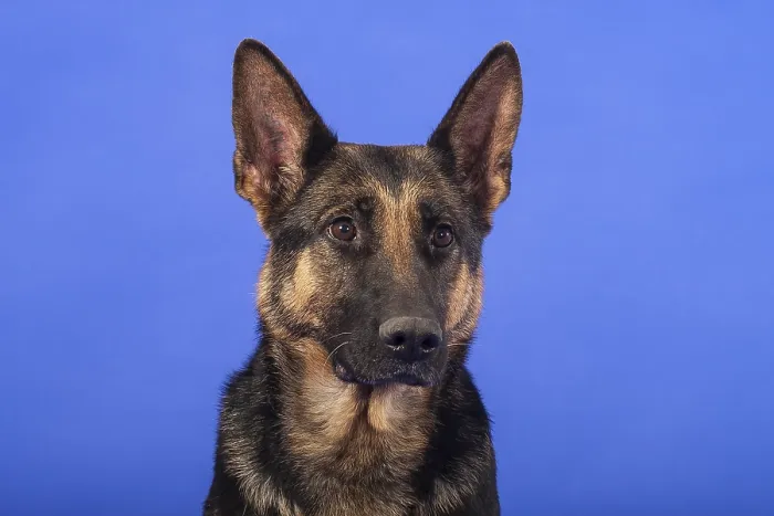 Gerahmter Druck : Deutscher Schäferhund Portrait Gerahmter Druck : Deutscher Schäferhund Portrait