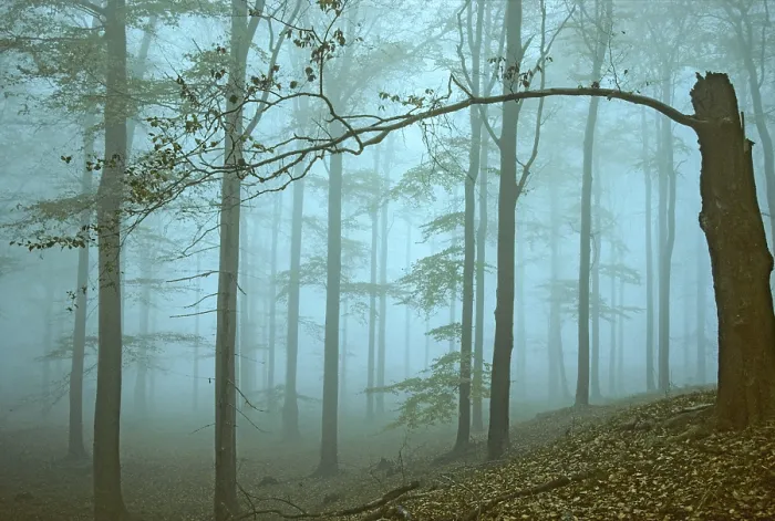 Gerahmter Druck : Deutschland, Greiz, Greiz-Werdauer-Wald Gerahmter Druck : Deutschland, Greiz, Greiz-Werdauer-Wald