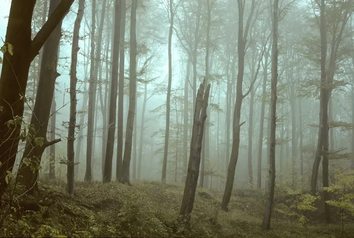 Gerahmter Druck : Deutschland, Greiz, Greiz-Werdauer-Wald Gerahmter Druck : Deutschland, Greiz, Greiz-Werdauer-Wald