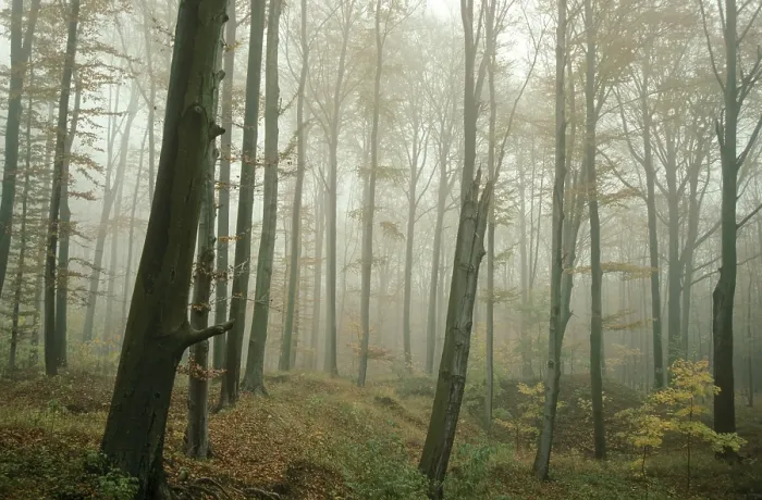 Gerahmter Druck : Deutschland, Greiz, Greiz-Werdauer-Wald Gerahmter Druck : Deutschland, Greiz, Greiz-Werdauer-Wald