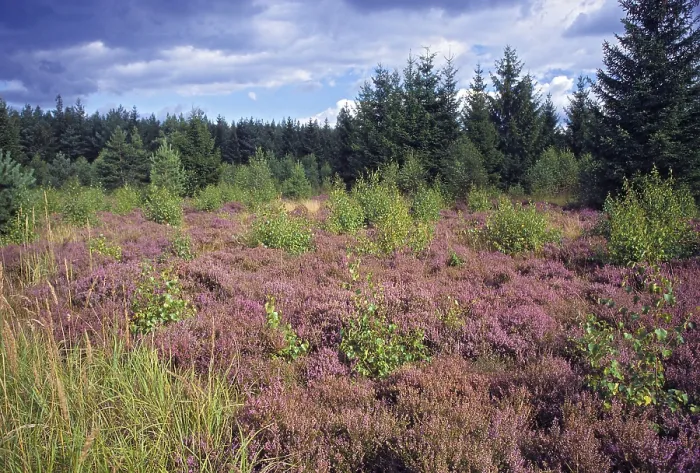 Gerahmter Druck : Deutschland, Greiz, Pollwitz-Wald Gerahmter Druck : Deutschland, Greiz, Pollwitz-Wald