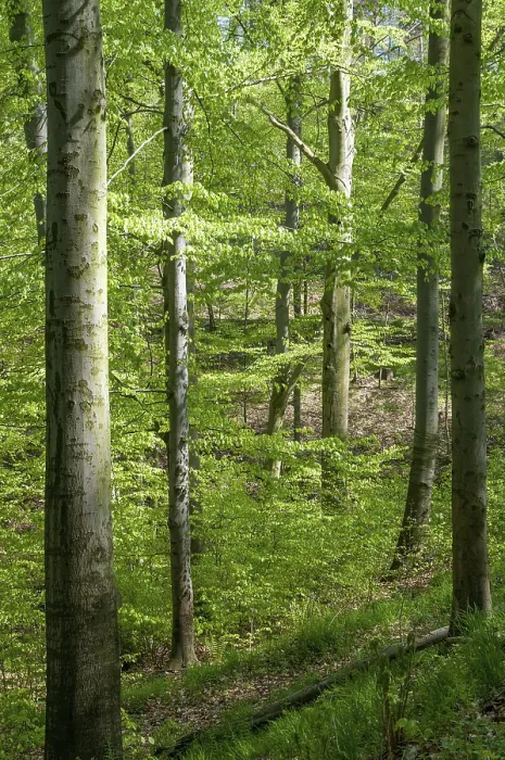 Gerahmter Druck : Deutschland, Greiz, Thüringen, altes Holz.