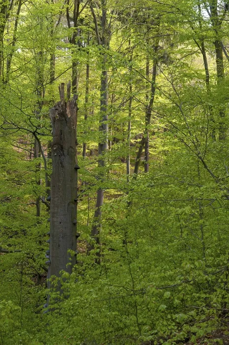 Gerahmter Druck : Deutschland, Greiz, Thüringen, altes Holz. Gerahmter Druck : Deutschland, Greiz, Thüringen, altes Holz.