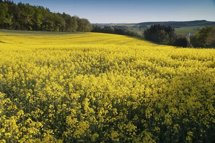 Gerahmter Druck : Deutschland, Greiz, Thüringen, Thüringen Gerahmter Druck : Deutschland, Greiz, Thüringen, Thüringen