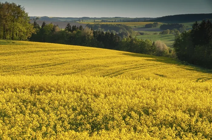 Gerahmter Druck : Deutschland, Greiz, Thüringen, Thüringen Gerahmter Druck : Deutschland, Greiz, Thüringen, Thüringen