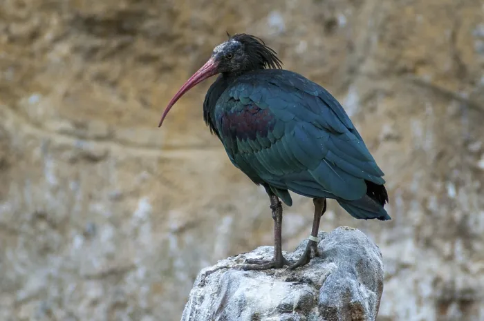 Gerahmter Druck : Geronticus eremita, Wildrapp, Vögel.