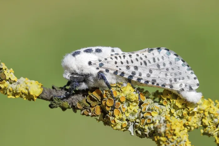 Gerahmter Druck : Riesenleopardmotte (Hypercompe scribonia) ruht auf einem Ast, der mit Flechten bedeckt ist. Gerahmter Druck : Riesenleopardmotte (Hypercompe scribonia) ruht auf einem Ast, der mit Flechten bedeckt ist.
